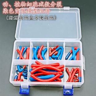 33305动植物细胞减数分裂色染变化模型组件生物实验器材 赠收纳盒