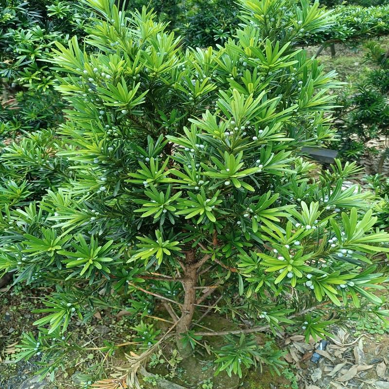 正宗雀舌罗汉松树苗盆景庭院种植盆栽迎客松四季常青大型植物绿植