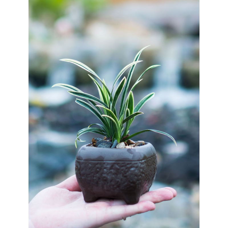 国兰草矮种名贵金边线艺兰花苗神童冠建兰盆栽植物浓香带花苞