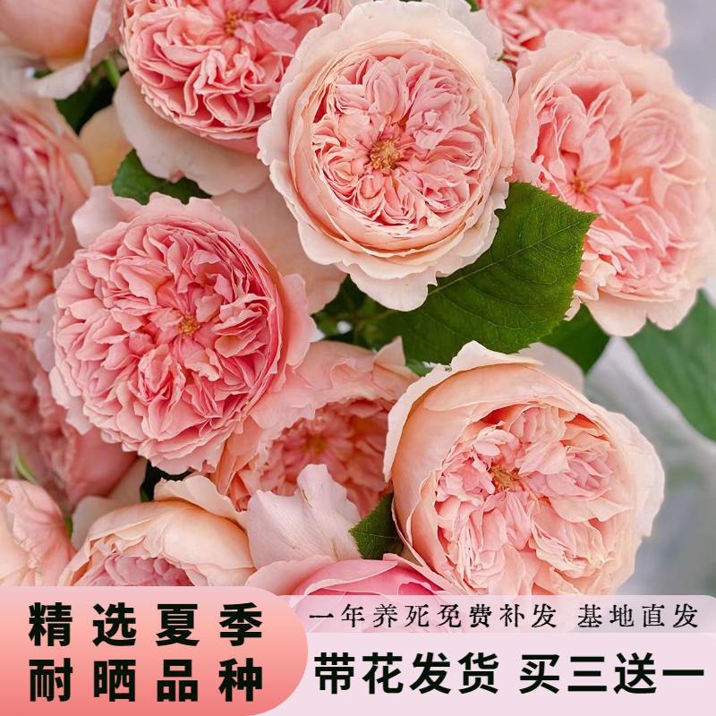 夏季耐晒真宙月季大花带花苞灌木四季开花阳台庭院盆栽花卉玫瑰