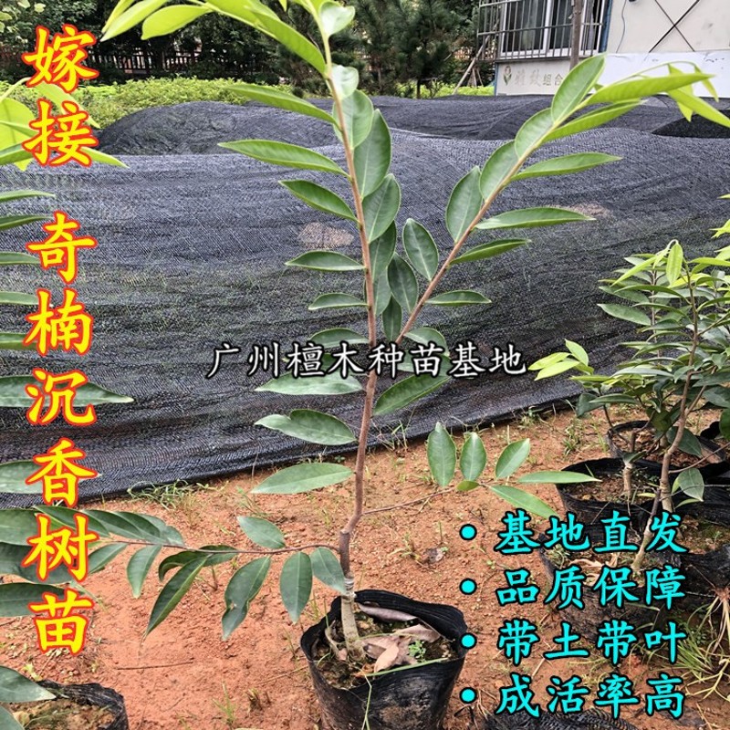 奇楠沉香树苗 嫁接奇楠沉香苗名贵树苗结香快 经济树种收成快楠木