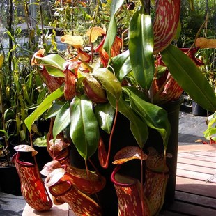 盖亚猪笼草特大扑蝇草捕蚊草驱蚊草食虫草食人花驱蚊草绿植盆栽