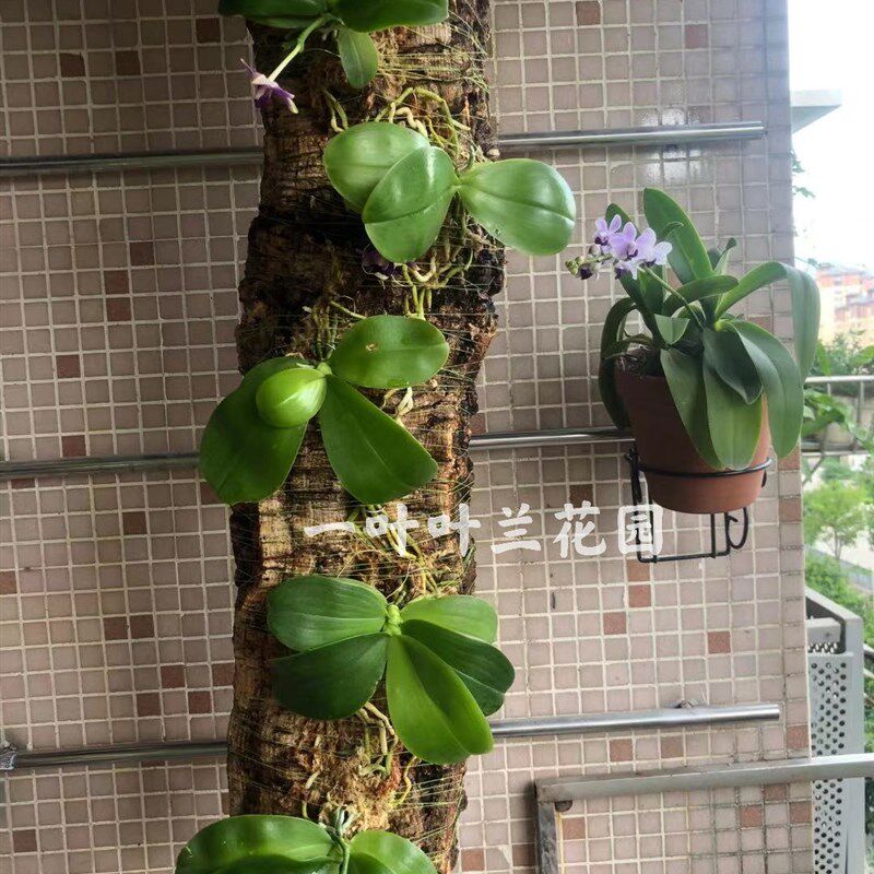 葡萄牙软木树皮天然橡树皮头道皮  板植洋兰兰花软木阳台庭院兰花