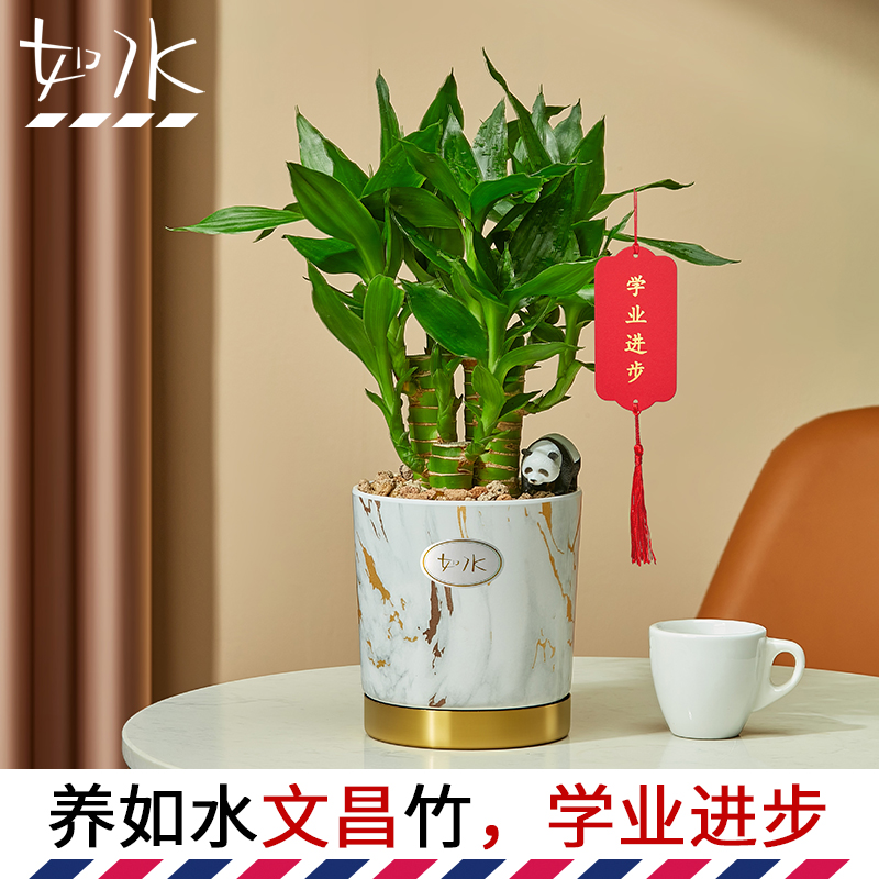 如水盆栽 4株四支富贵竹文昌竹 办公室植物室内桌面水培土培绿植