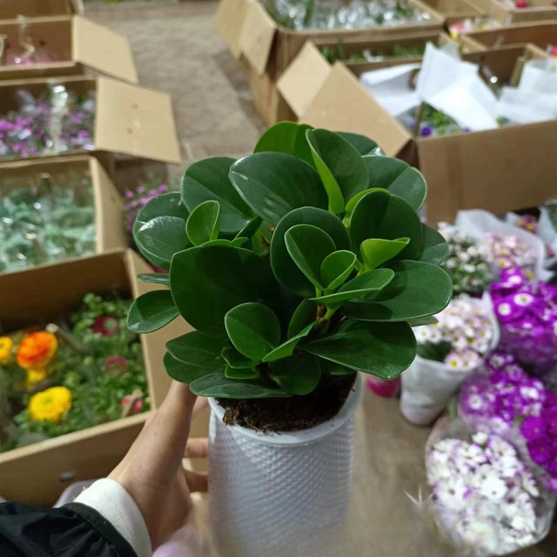 水培虎皮兰鸭脚木发财树白掌好养懒人植物塑料花盆自动吸水全透明