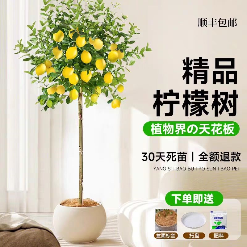 香水柠檬树树苗盆栽带果客厅绿植室内花卉四季开花阳台庭院大植物