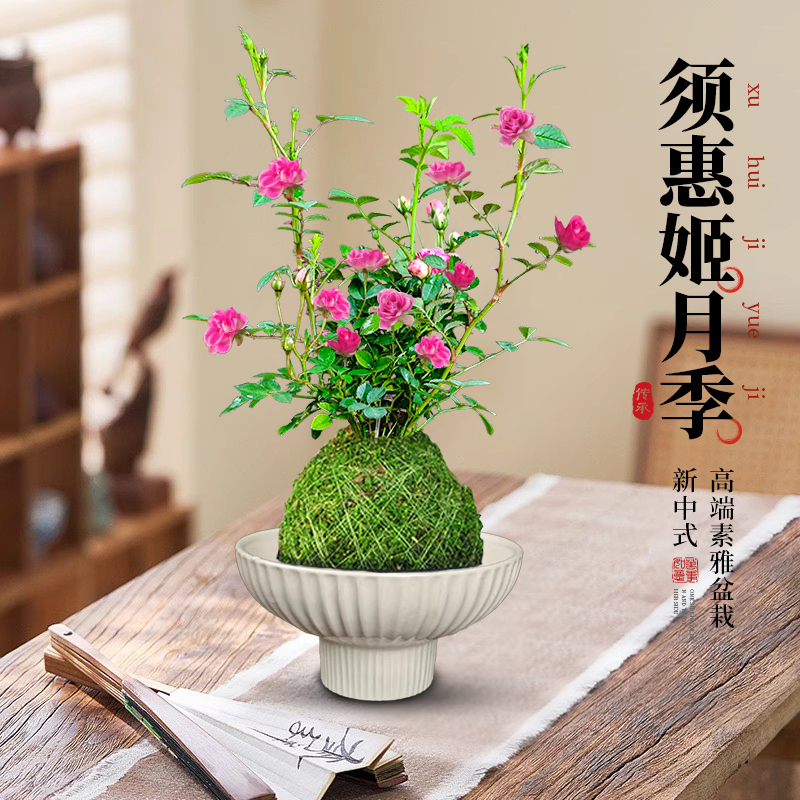 超微月季带花苞迷你小月季花桌面盆栽微月须惠姬四季开花姬月季