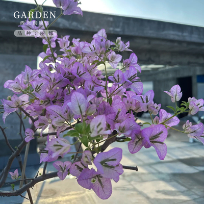 三角梅盆栽大苗重瓣勤花老桩好养