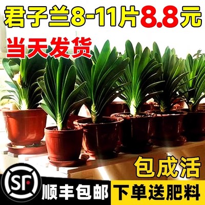 四季君子兰盆栽花卉内易活绿植
