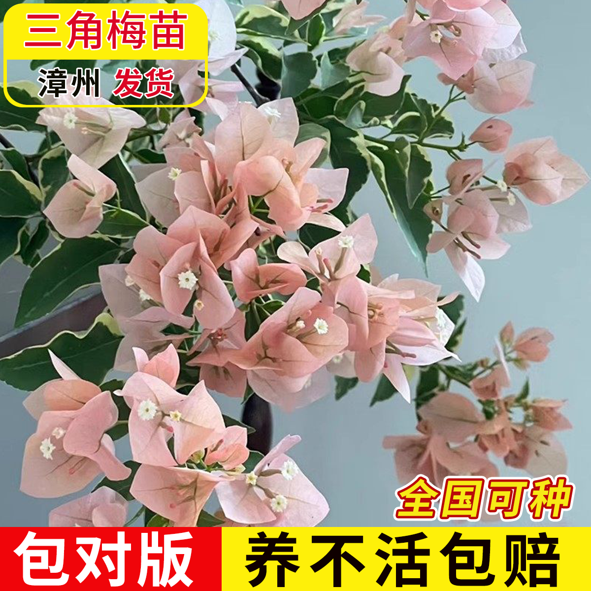 三角梅盆栽植物花卉苗新品种玫瑰阳台庭院净化空气四季开勤花盆景