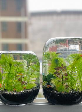 生命之树微景观玻璃瓶苔藓多肉植物绿植造景桌面创意摆件花瓶