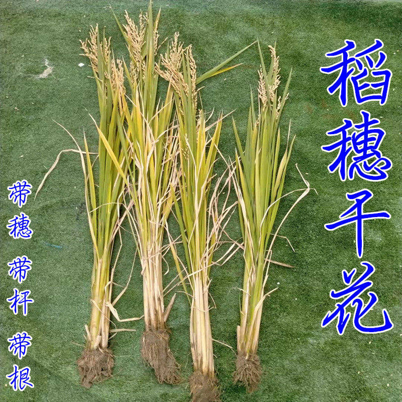 稻穗干花整棵带根装饰天