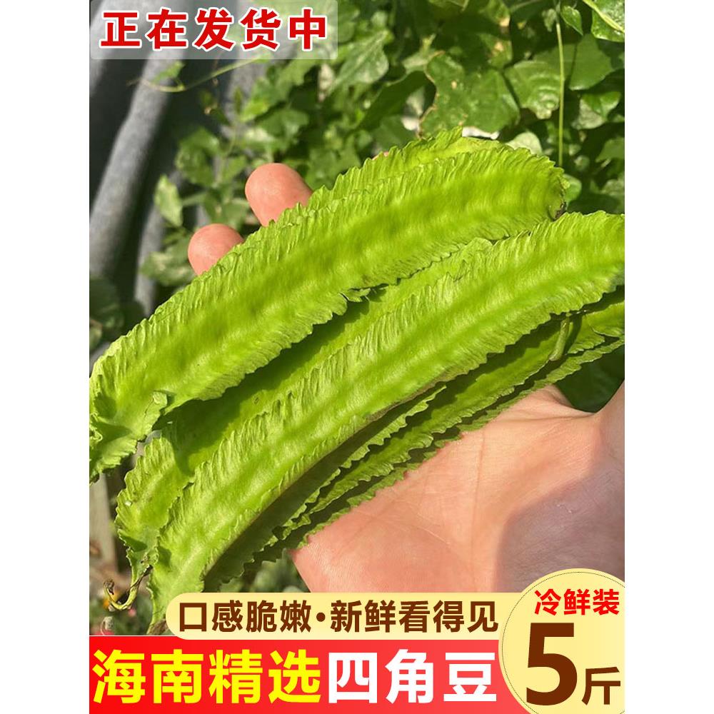 【新鲜采摘】海南四棱豆四角豆龙角豆新鲜蔬菜皇帝豆三亚特产包邮
