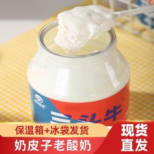 奶皮子酸奶三头牛酸奶内蒙古奶皮子酸奶内蒙经典老酸奶早餐508g
