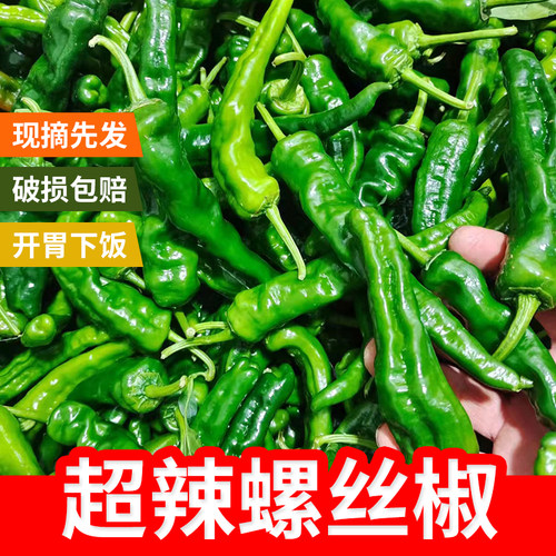 辣辣椒新鲜青辣椒薄皮超辣小皱皮