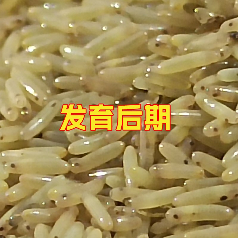 双斑油葫芦蟋蟀虫卵蛐蛐卵10000粒受精卵99%纯卵黑蟋蟀卵教技术