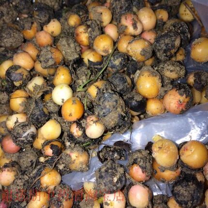 新鲜地下明珠落地珍珠一粒金单陈伤子J光鄂茅膏菜根种苗食虫植物