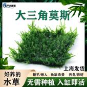 网片大三角莫斯水草鱼缸造景懒人水草植物阴性沉木草新手水草草坪