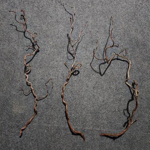 天然龙枣枝干树枝海鲜姿