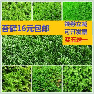 苔藓盆景微景观生态瓶白发藓水陆缸装饰盆栽青苔藓绿苔藓植物鲜活