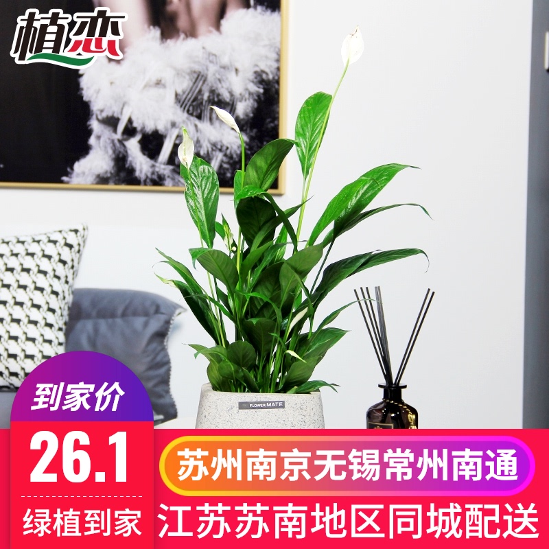 白掌 一帆风顺盆栽盆景花卉绿植无锡江阴张家港绿植配送苏州昆山