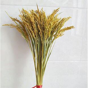 天然真稻穗乾花田园风格花艺布置 拍摄道具金黄稻穗桌摆造景