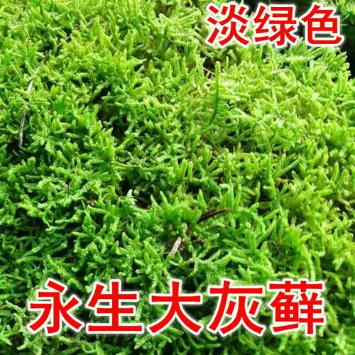 永生苔藓白发藓大灰墙青