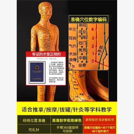 针灸人体模型小人穴位经络全身图小皮人标准十二小铜人中医人形