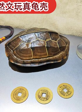 乌龟壳精品天然完整六爻