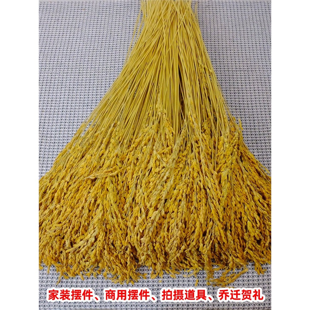 稻穗干燥花休闲农场装饰五谷杂粮麦穗挂件水稻田园农作物五谷丰登