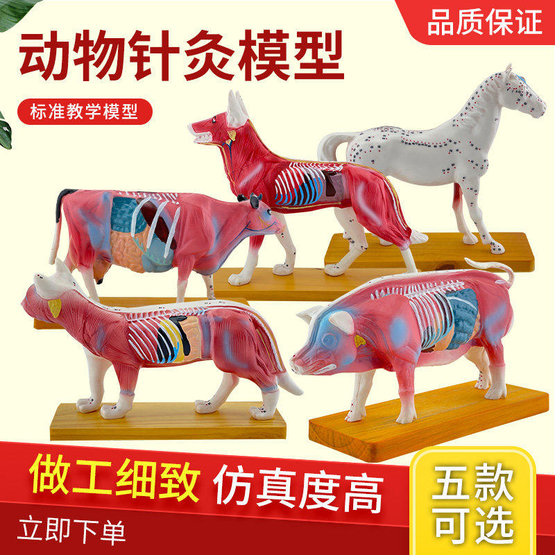 狗体针灸模型 动物针灸模型 狗穴位模型 猫猪马解剖标本 中医针灸,文具电教/文化用品/商务用品,教学标本/模型,淘宝优惠券,粉丝福利购,淘宝优惠卷
