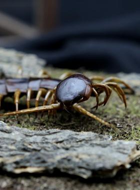 【掠食】越南巨人蜈蚣进食蟋蟀标本生态微景观玻璃罩摆件收藏大苏