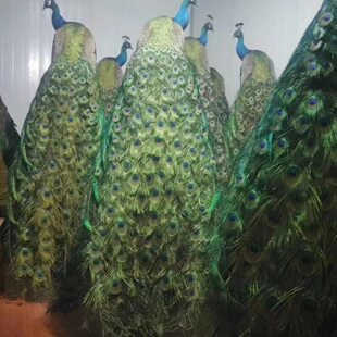 蓝白孔雀标本全真羽毛落地摆件客厅酒店装饰家居工艺精品开业送礼