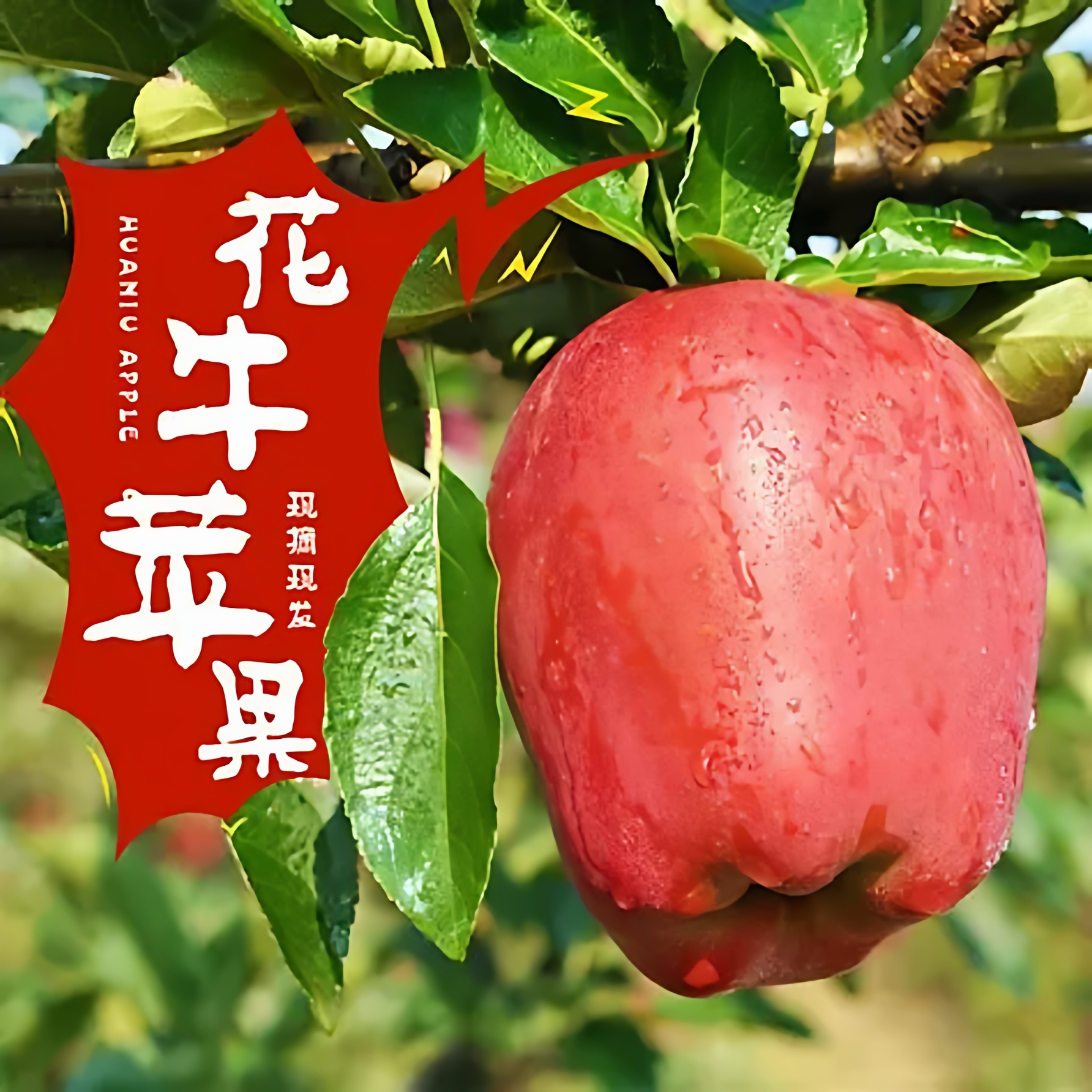 天水花牛现摘甘粉面多汁大果小果甜脆平安果圣诞礼物包邮