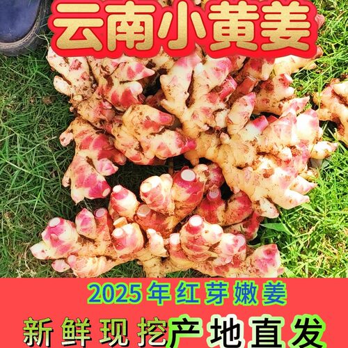 2026当季云南文山红牙嫩姜泡姜