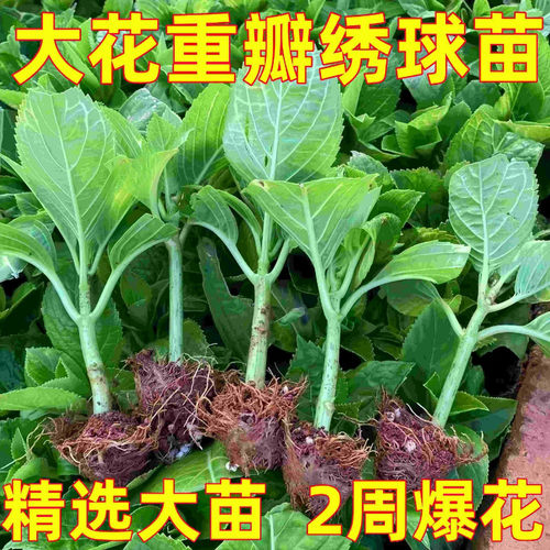 绣球花苗大花无尽夏四季