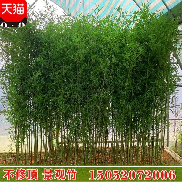 不修剪全冠带梢头不去顶景观竹金竹绿竹紫竹庭院观赏竹四季竹子苗