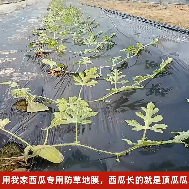 银黑双色地膜农用种植膜加厚防草布保湿除草布可降T解草莓玉米薄