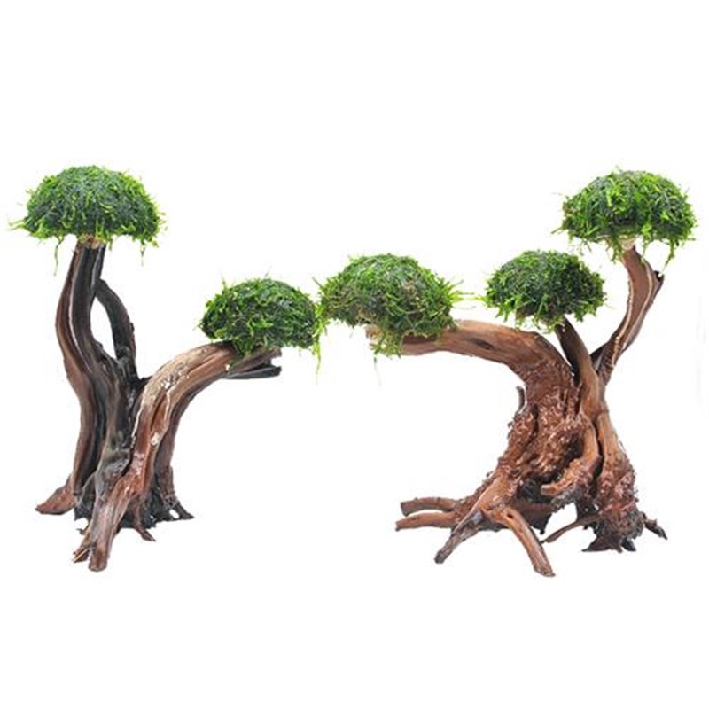 莫斯水草沉木小凤尾成品莫斯树骨架绑好蘑菇头生态水草缸造景套餐