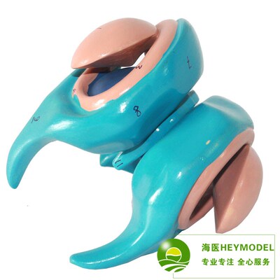 大脑基底核模型 丘脑模型尾状核杏仁核丘脑豆状核脑模型脑室与基