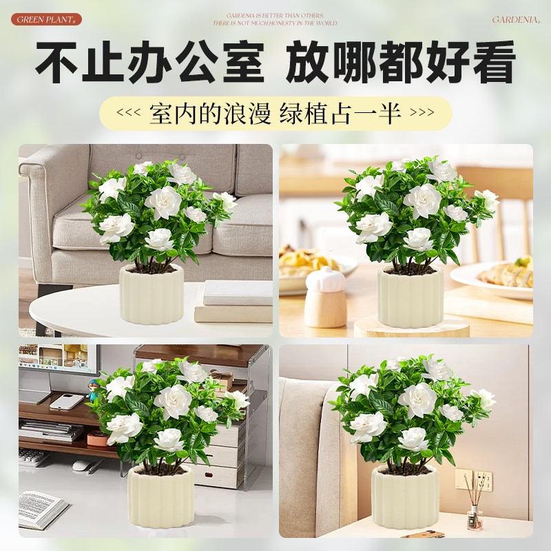 栀子花盆栽四季开花办公室桌面好养花卉绿植带花苞工位小盆景摆件