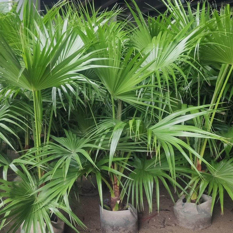 蒲葵落地盆栽大型室内外网红绿植扇葵阳台造景植物好养棕榈科植物