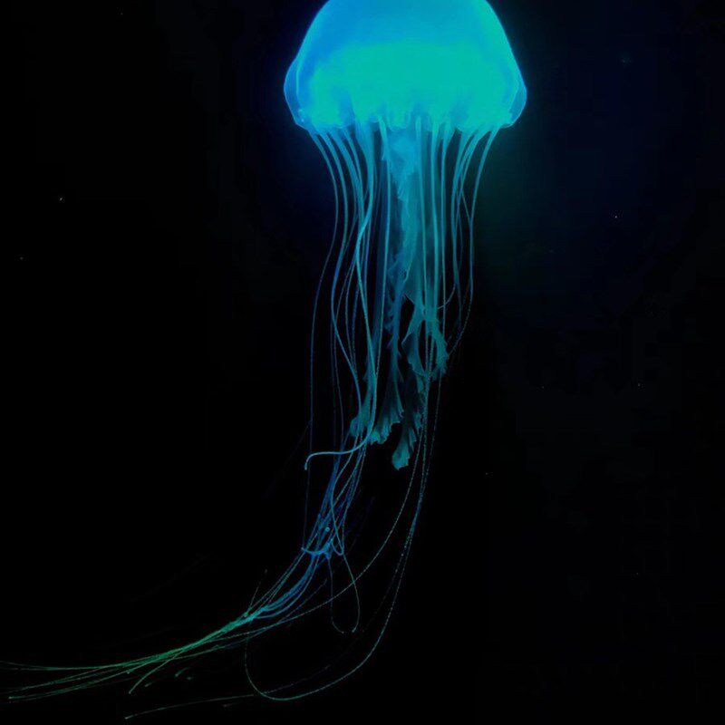 大西洋海刺水母耐高温水母18-32度都活耐活水母好养水母宠物水母