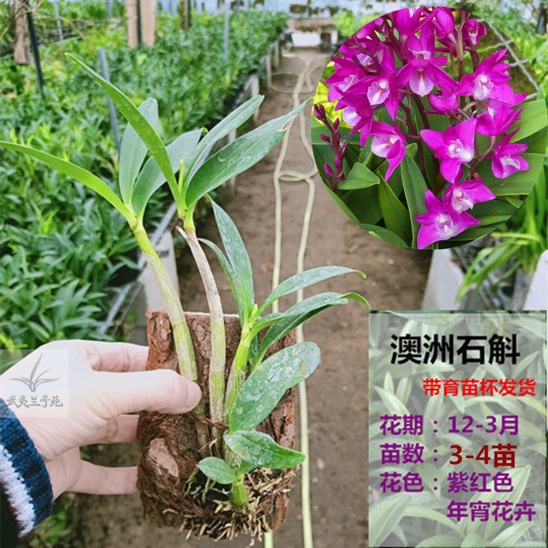 石斛兰 带花苞 带板栽好铁皮鼓槌球花金钗叠鞘石斛兰花卉盆栽包邮