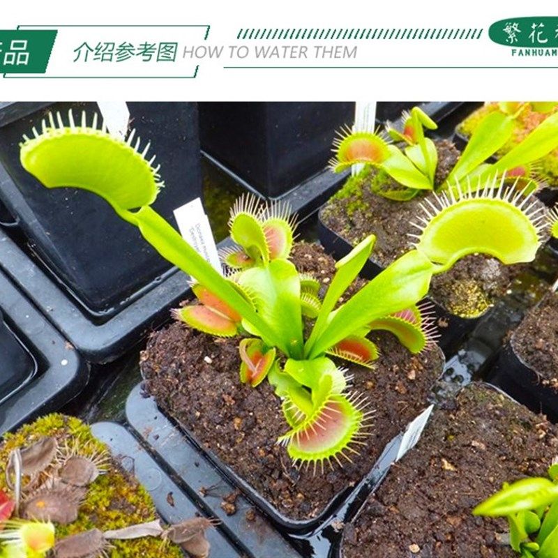 驱逐舰捕蝇草【超大巨夹大型巨型扑蝇草成苗食人花驱蚊草绿植盆】,鲜花速递/花卉仿真/绿植园艺,绿植,淘宝优惠券,粉丝福利购,淘宝优惠卷