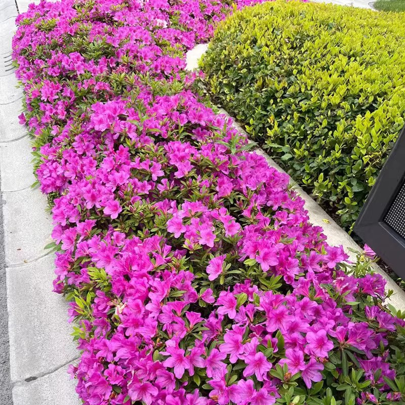 毛杜鹃夏娟毛鹃花苗茶梅苗毛娟映山红苗庭院别墅花坛耐寒植物树苗