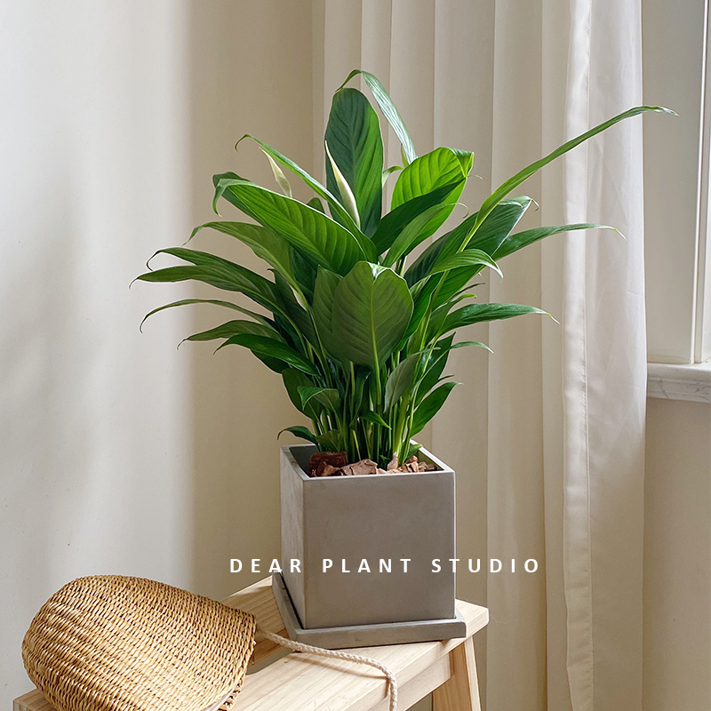 亲爱的绿植一帆风顺白掌盆栽桌面懒人植物室内净化空气好养白鹤芋