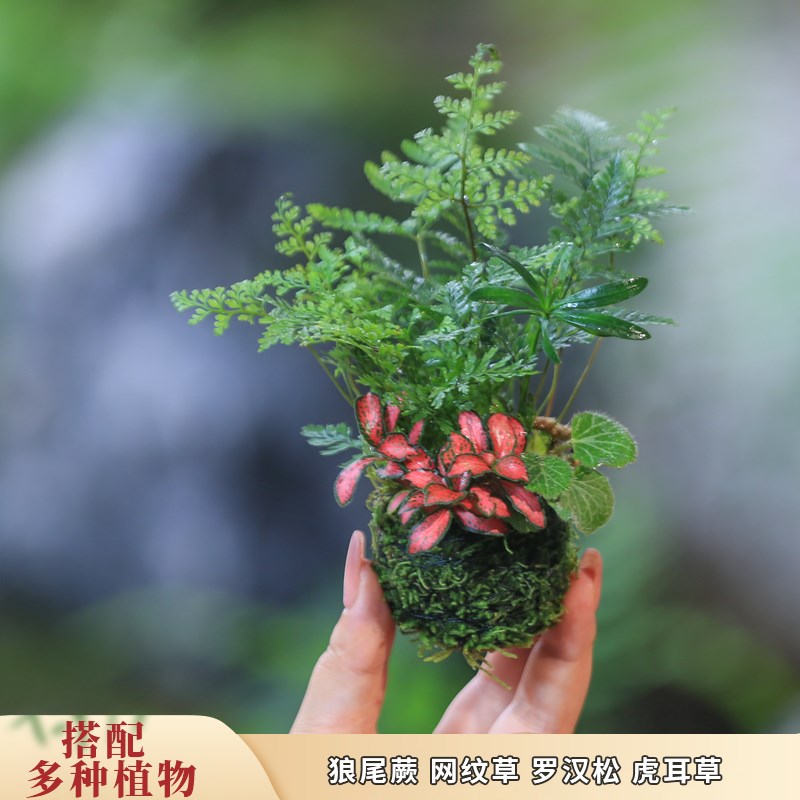 苔玉水培植物桌面狼尾蕨网纹草蕨类植物好养办公室桌面迷你绿植
