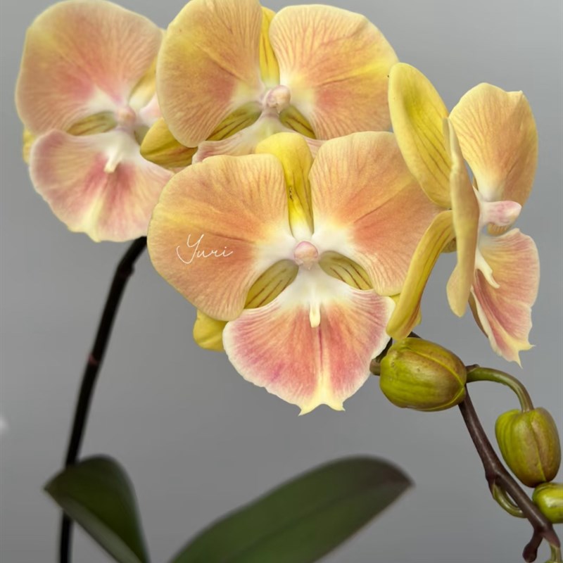 蝴蝶兰桑巴军团2.8寸杯