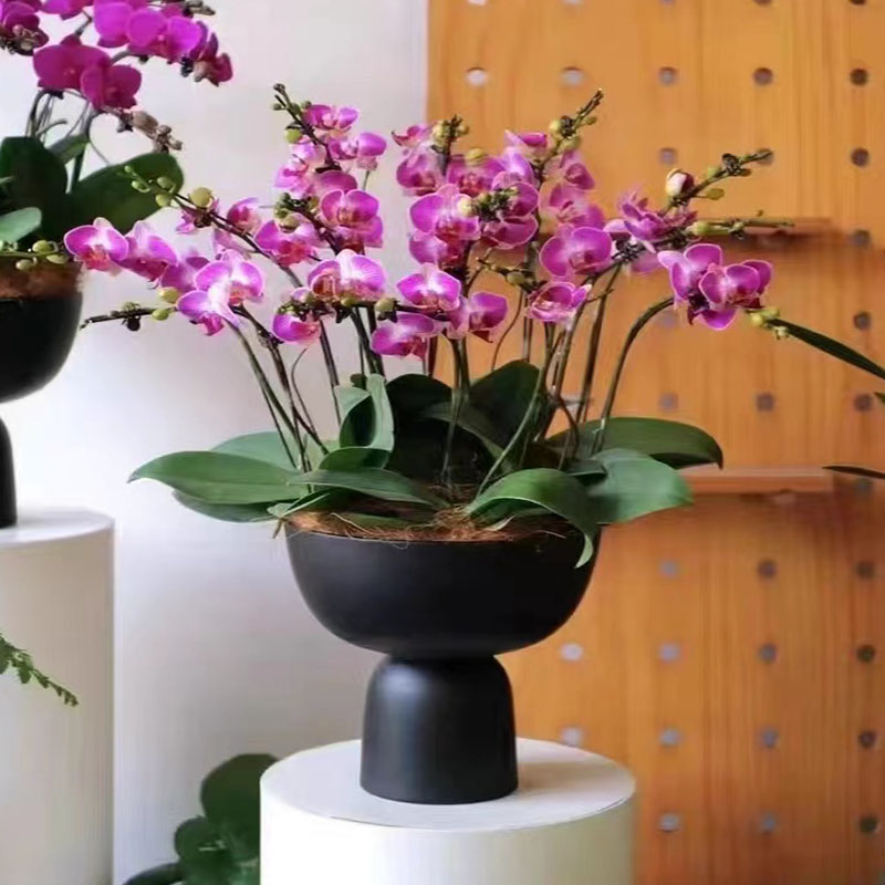 欧式新款网红阳台陶瓷花盆北欧室内创意个性高级蝴蝶兰花盆